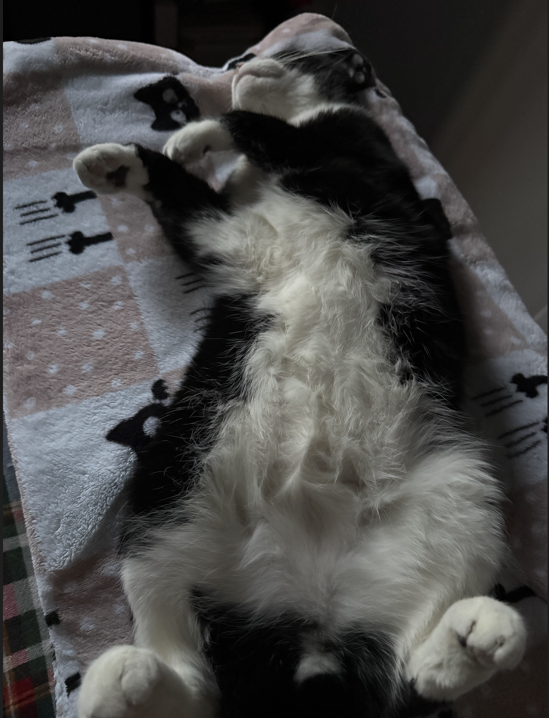 pictureofleosleepinimage